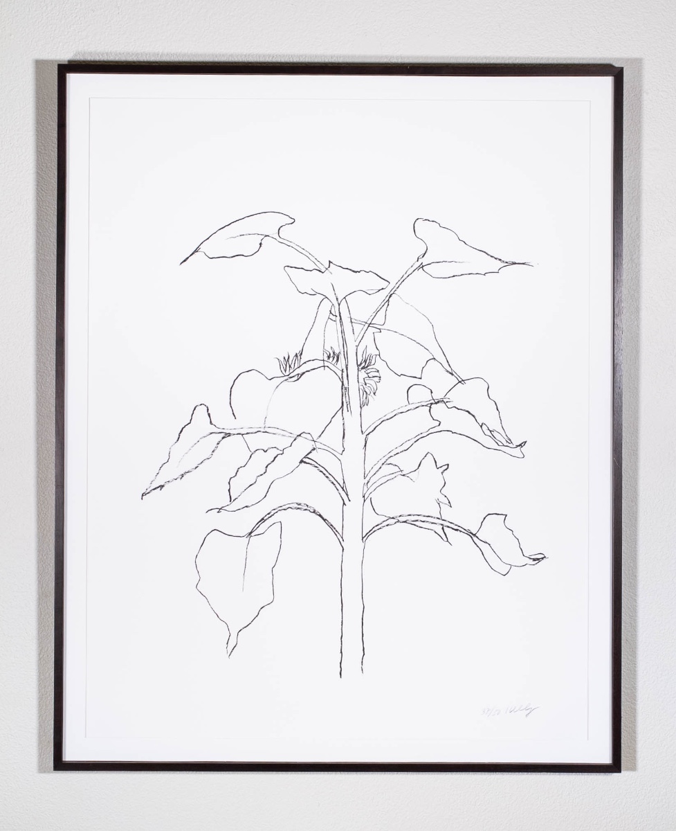 Sunflower 1